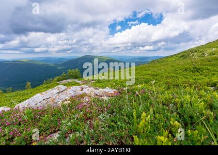 Blühende Wildkräuter auf dem grasbewachsenen Hügel. schöne Natur Landschaft der Almen in Karpaten. Sommer Wetter mit Wolken am blauen Himmel Stockfoto