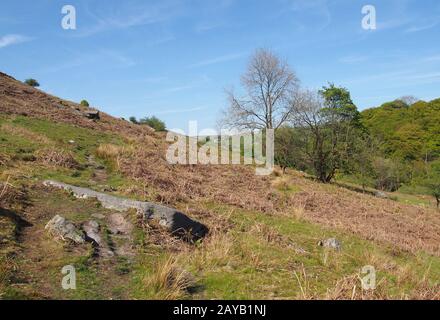 Ein schmaler Graspfad auf hohen felsigen Moorflächen über dem Crimsworth-Dekatal und Hardcaslte-Kragen-Wald im Westen yorkshire Stockfoto