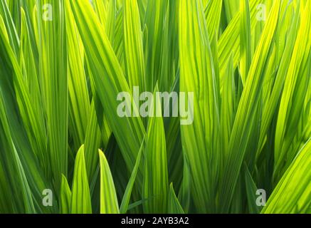 Ein leuchtendes, leuchtendes grün leuchtendes, strahlendes Blendblatt im Hintergrund der Natur Stockfoto