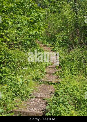 Schritte auf einem geschwungenen schmalen Pfad, der von hellgrüner, sonniger Vegetation umgeben ist und in dichtem Wald führt Stockfoto