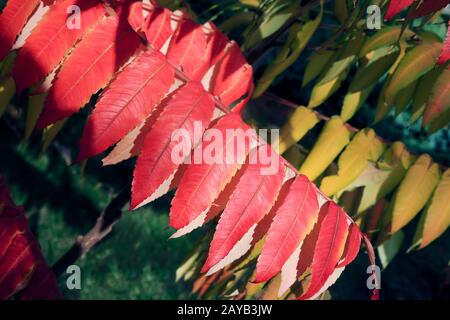 Schöne Zierlaubenpflanze im Herbst, Sumac genannt Stockfoto