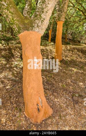 Obstgarten mit Korkbäumen an der Algarve Portugal Stockfoto