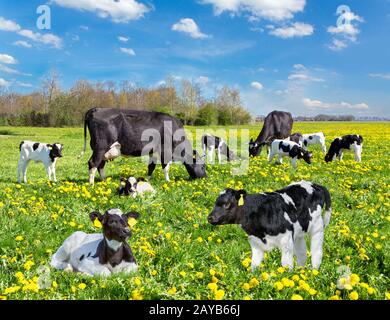 Kühe- und Kälberrinder auf holländischer Blumenwiese Stockfoto