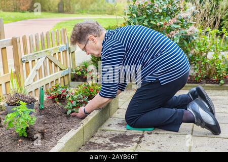 Niederländische ältere Frau, die mehrjährig im Garten Pflanzen Stockfoto