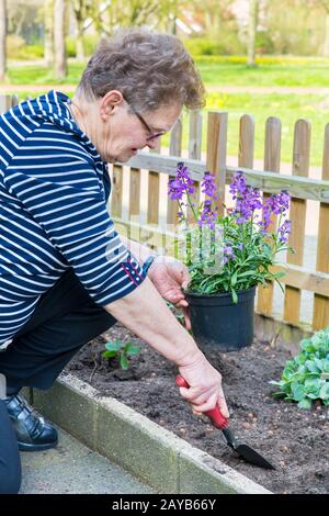 Holländisches Senioren-Weib Pflanzen Topfpflanze im Garten Stockfoto