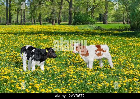 Zwei neugeborene Kälber, die auf der Dandelionen-Wiese stehen Stockfoto