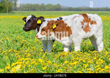 Zwei neugeborene Kälber zusammen auf Wiese mit Löwenzahn Stockfoto