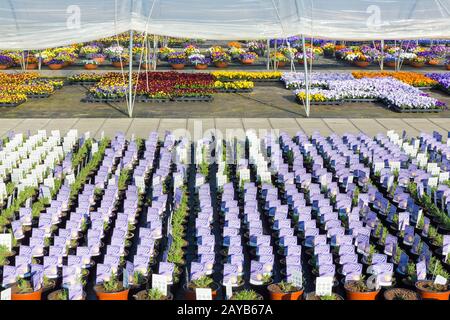 Viele Pflanzen mit Preisschildern im niederländischen Gartencenter Stockfoto