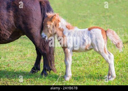 Neugeborenes Fohlen Pony zusammen mit Mutter auf Wiese Stockfoto