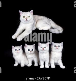 Weiße Mutterkatze mit Nestkätzchen auf schwarzem Hintergrund Stockfoto