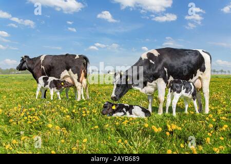 Mutterkühe mit Trinkkalben auf niederländischer Wiese Stockfoto