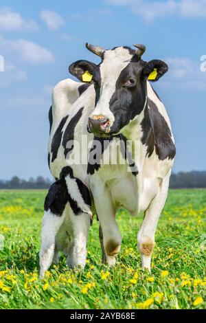 Neugeborenes Kalb trinkt Milch von Mutterkuh auf Wiese Stockfoto