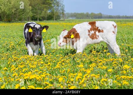 Zwei Kälber zusammen auf blühender niederländischer Wiese Stockfoto