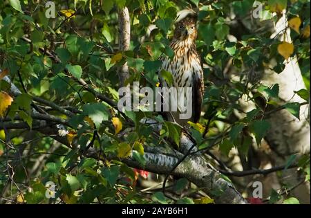 Cooper's Hawk. Accipiter Cooperii. Jamaica Bay, Gateway NRA. Juvenile Cooper's Falke Hunting from Convelment in Grey-Birch Woods im frühen Herbst. Stockfoto