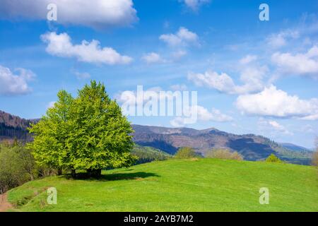 Buchen Sie im Frühling auf der grasigen Wiese. Wundervolle Berglandschaft an einem sonnigen, aber windigen Tag. Wunderschöne Wolkenlandschaft unter azurblaues Himmel Stockfoto