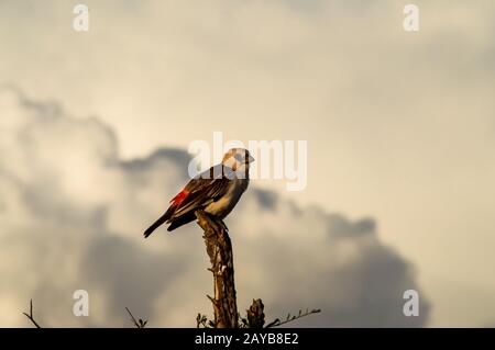 Kleiner Vogel auf Zweigstrecke im Samburu Park, Kenia. Bild des kleinen Vogels auf dem Ast Stockfoto