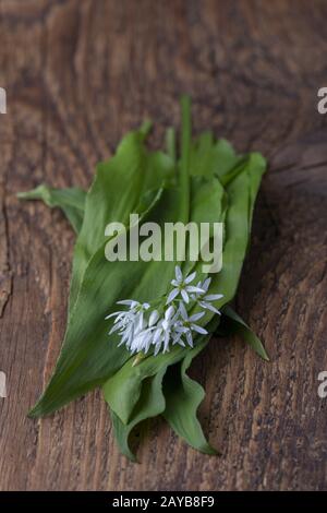 Frischer wilder Knoblauch auf Holz Stockfoto