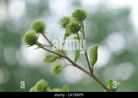 Großes Dock (Arctium lappa). Stockfoto