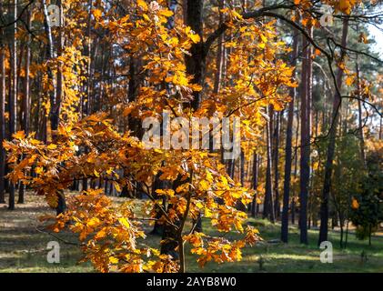 Herbst Landschaft: Bäume im Herbst im Park mit gelben Blättern. Stockfoto