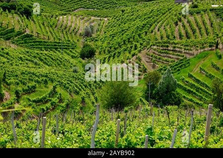 Grüne Hügel und Täler mit Weinbergen der Weinregion Prosecco Stockfoto