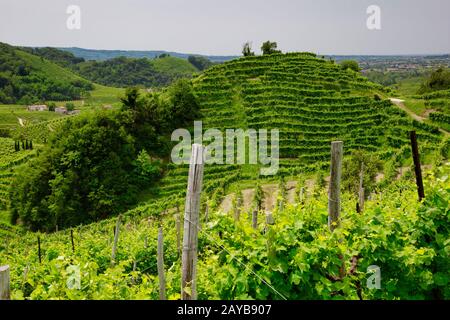 Grüne Hügel und Täler mit Weinbergen der Weinregion Prosecco Stockfoto