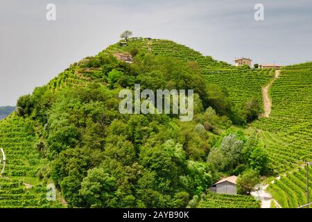 Grüne Hügel und Täler mit Weinbergen der Weinregion Prosecco Stockfoto