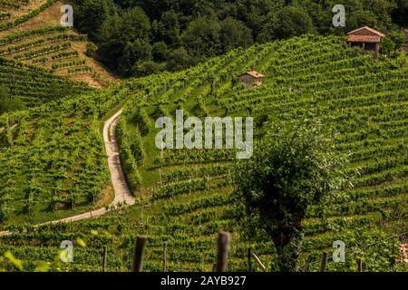 Die Straße zwischen den Weinbergen in der Weinregion Prosecco Stockfoto