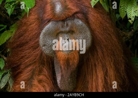 Porträt eines männlichen Orangutans (Pongo pygmaeus) auf einer Orangutan-Insel (die den Orang-Utans bei ihrer Rehabilitation helfen soll) in Samboja bei Balikpa Stockfoto