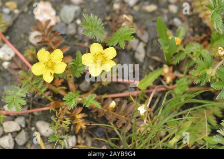 Gänsezinnöl ( Potentilla anserina ) Stockfoto
