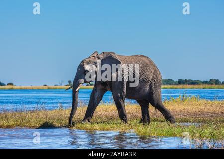 Afrikanischer Elefant - ledig Stockfoto