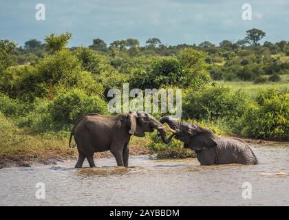 Junge Elefanten Spielen im Wasser, Krüger Nationalpark, Südafrika. Stockfoto