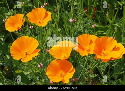 Eine Nahaufnahme der leuchtend gelben kalifornischen Mohn, die in einer Wiese bei hellem Sommerlicht blüht Stockfoto