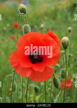 Eine leuchtend rote gemeine Mohnblume mit Knospen mit einem verschwommenen sommerlichen Wiesenhintergrund Stockfoto