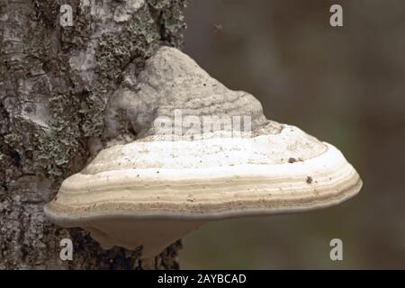 Der Weißpilz wächst auf Birken Stockfoto