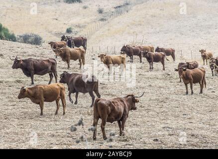Kühe auf Milchviehbetrieb Stockfoto