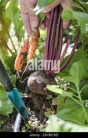 Ernten Sie Karotten und rote Bete im Garten Stockfoto