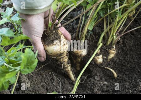 Parsnips im Garten. Frau zieht Parsnips aus Stockfoto