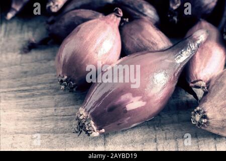 Purple onion Sets zum Anpflanzen im Boden Stockfoto