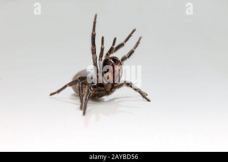 Ein Sydney Funnel Web Spider rears mit verlängerten Fangen. Stockfoto