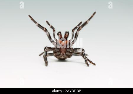 Ein Sydney Funnel Web Spider rears mit verlängerten Fangen. Stockfoto