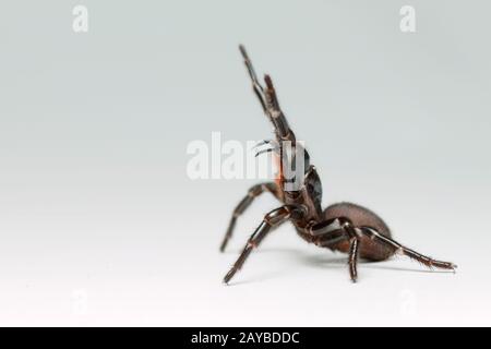 Ein Sydney Funnel Web Spider rears mit verlängerten Fangen. Stockfoto