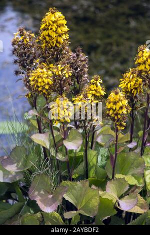 leopard Plant Hybrid - Ligularia x hesei Stockfoto