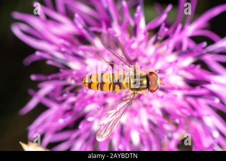 Hoverfly im Spätsommer auf einer violetten Blume Stockfoto