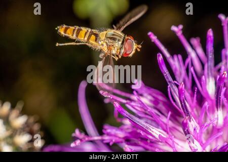 Marmelade hoverfly Stockfoto