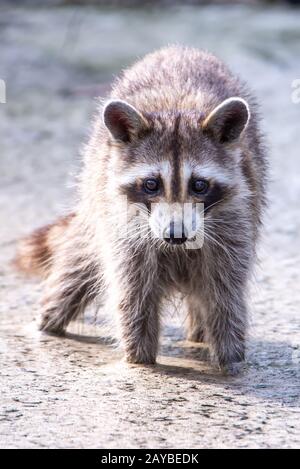 Racoon weht in Pfütze und sucht nach Essen Stockfoto