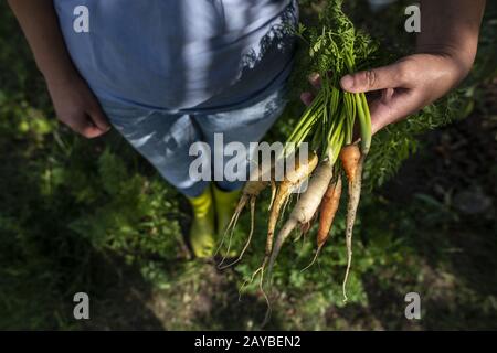 Karotten aus biologischem Anbau. Frau Bauer hält bunte Biokarotten in einem Garten. Stockfoto