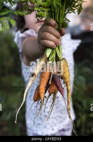 Karotten aus biologischem Anbau. Der kleine Bauer hält mehrfarbige Karotten in einem Garten. Stockfoto