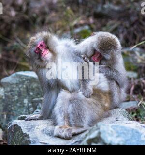 Schnee Affen oder Japanmakaken in Hot spring Onsen Stockfoto