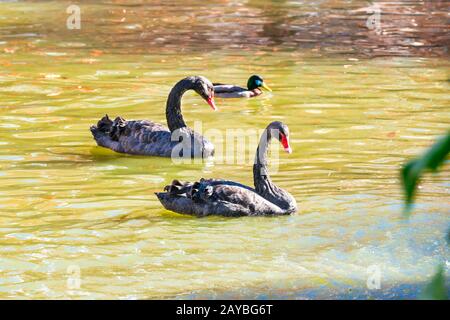 Paar schwarze Schwäne und Enten, die im Teich schwimmen Stockfoto