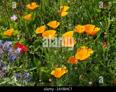 Eine Nahaufnahme der leuchtend gelben kalifornischen Mohn, umgeben von anderen Wildblumen auf einer Wiese in strahlendem Sommerlicht Stockfoto